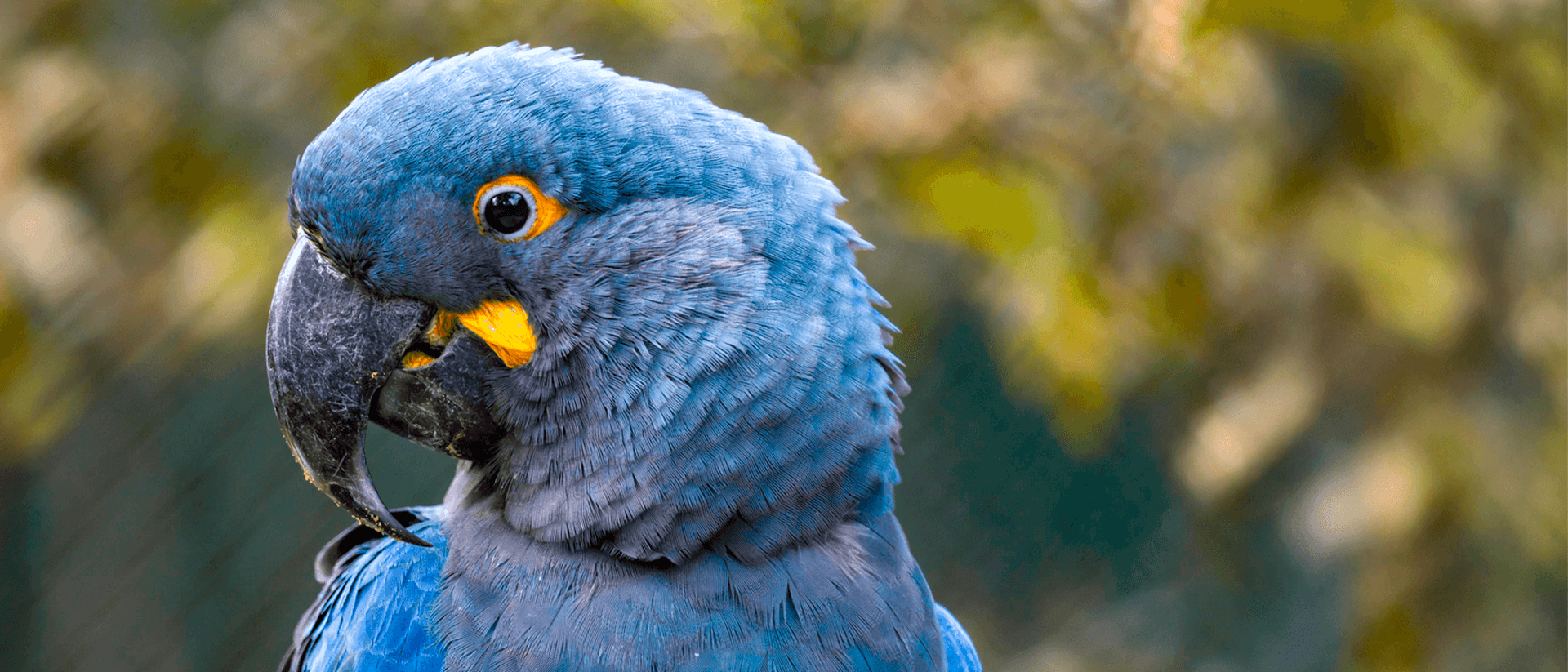 Arara