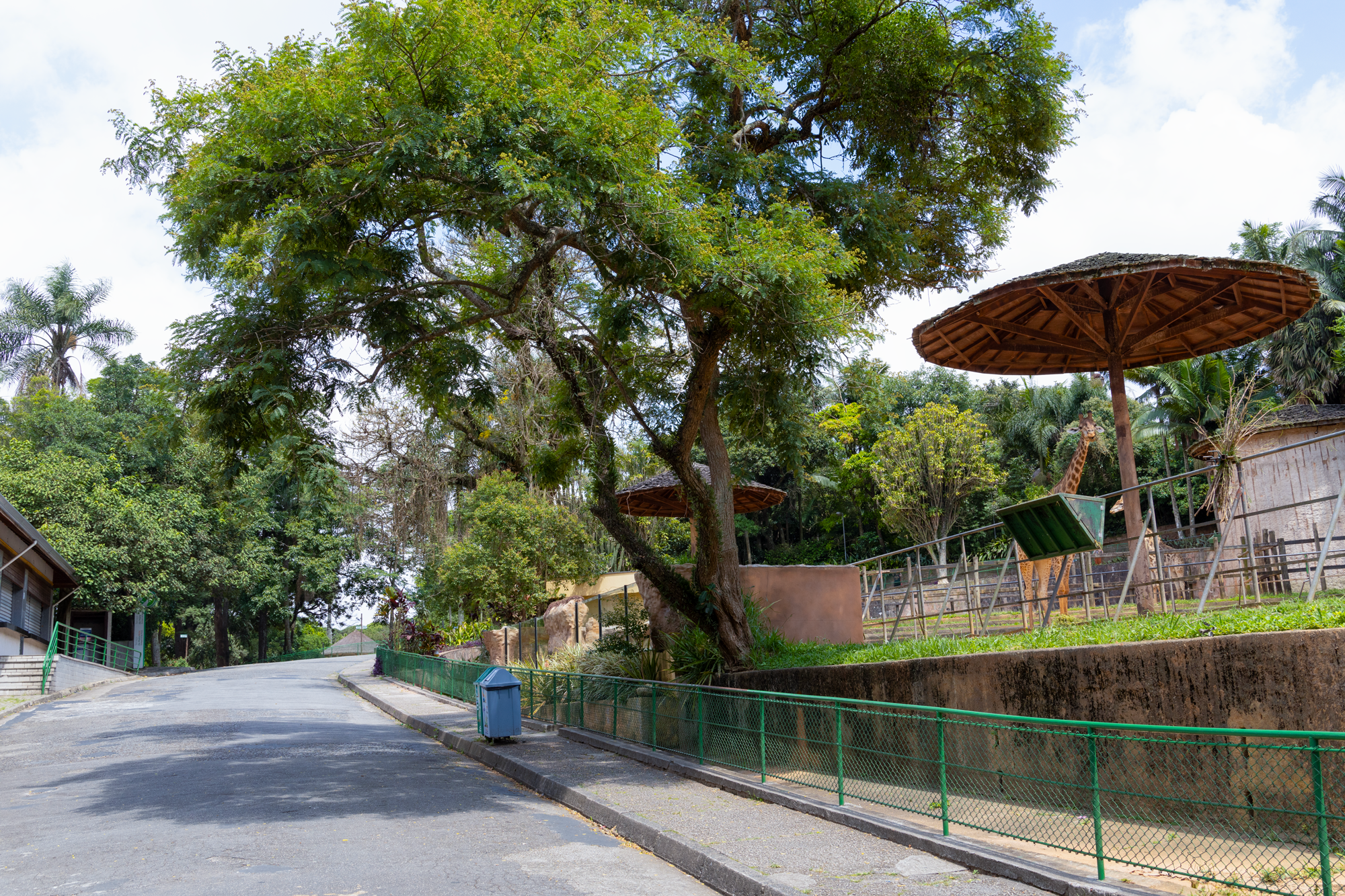 area-girafas-zoo-sp