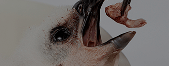CUIDADO
ANIMAL