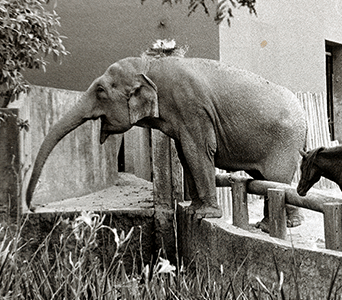 aboutZoo.section2.image1.link.mobile