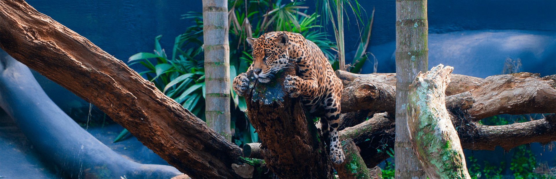 Férias no Zoo