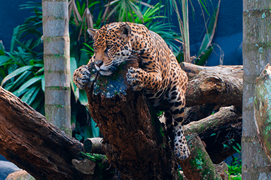 Férias no Zoo
