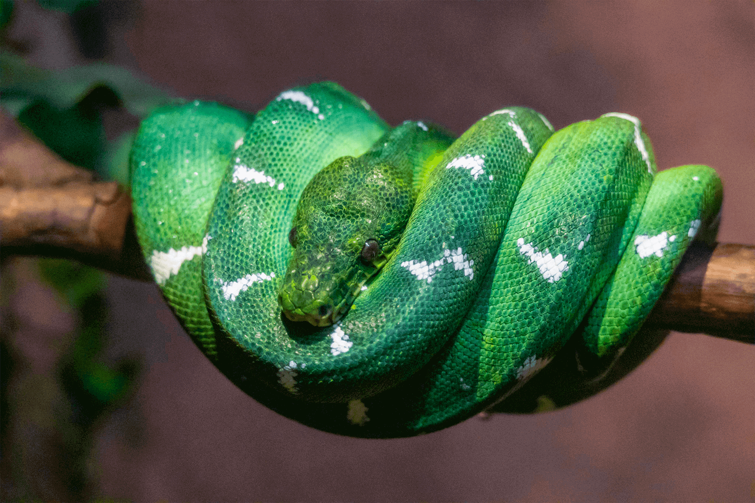 Green snake with white pattern
