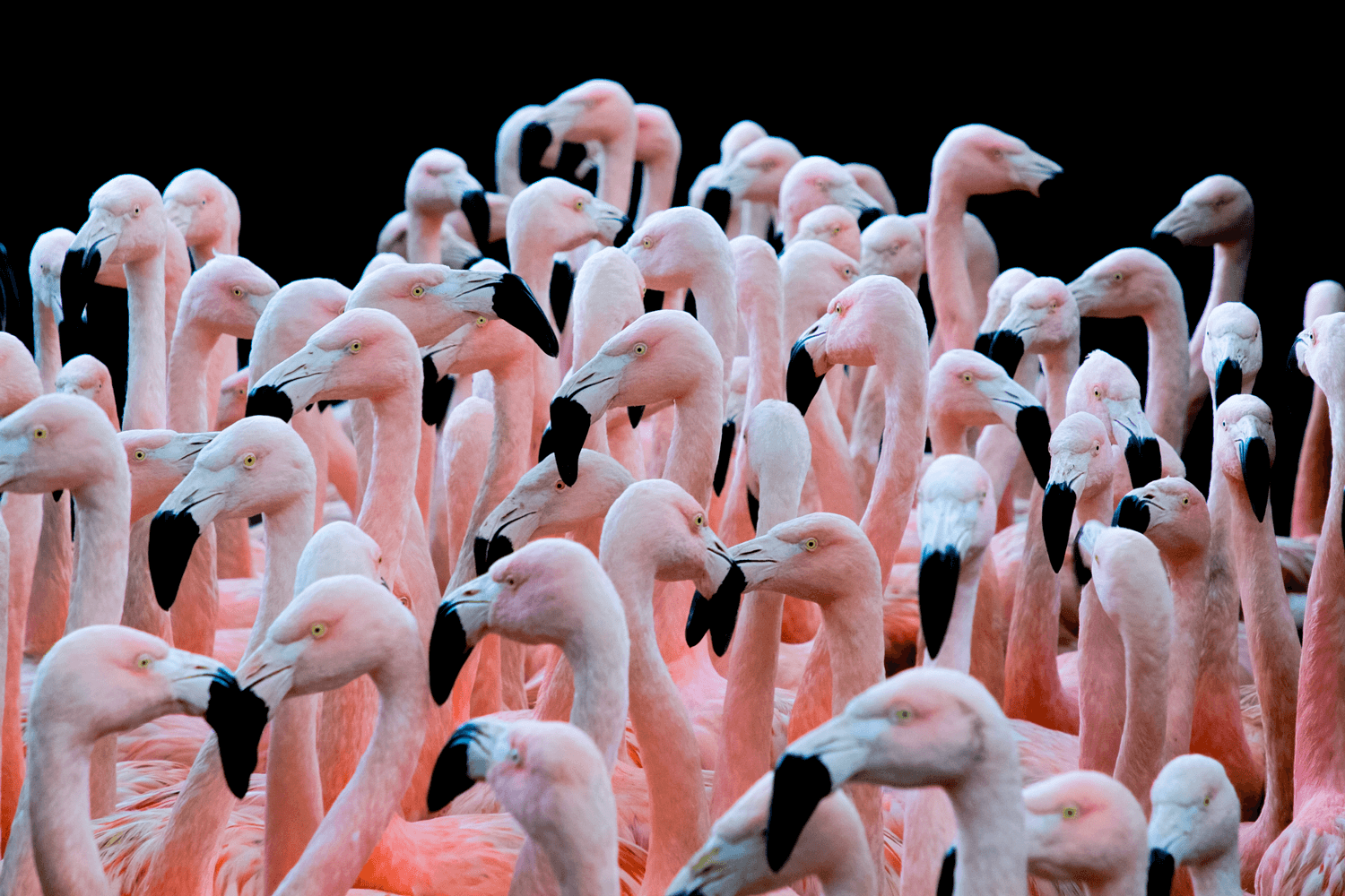 Flamingos
