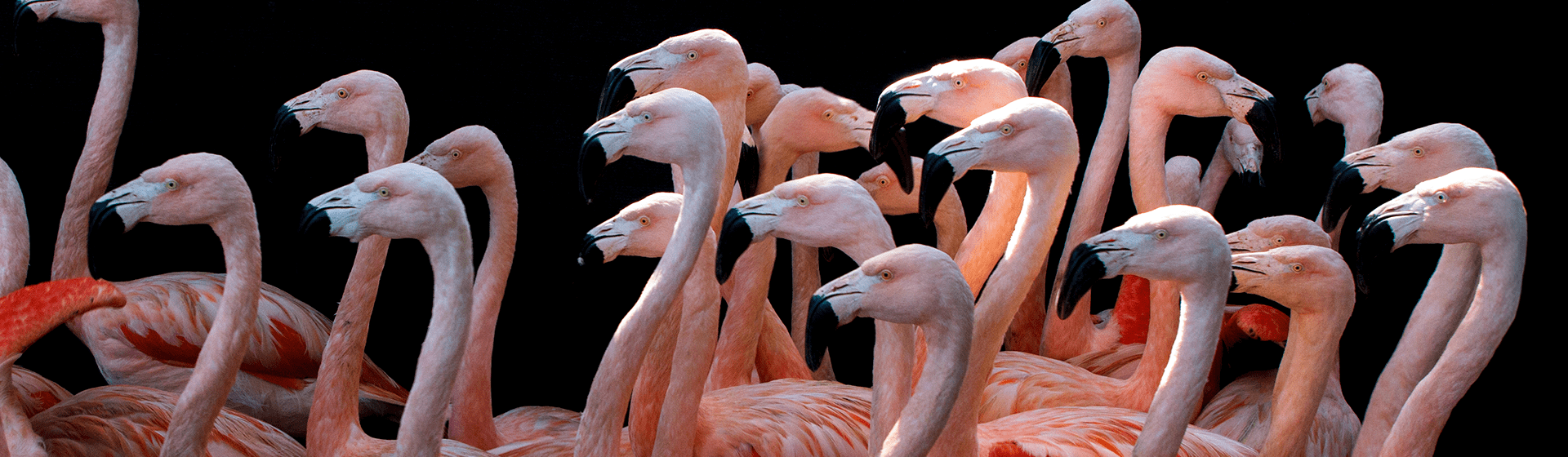 Flamingos