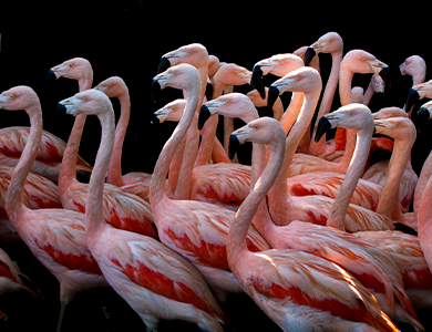 Flamingos