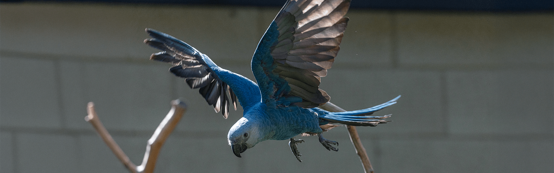 Arrarinha azul voando